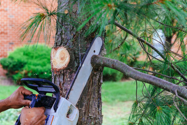 Best Fruit Tree Pruning  in Franklin, VA